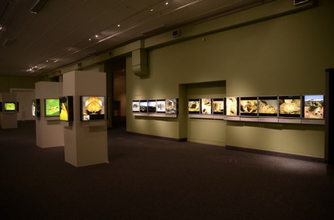 Wasp_exhibition__DSC3532